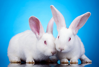 Two white baby rabbits
