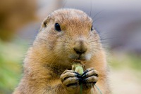 Groundhog Day 2012