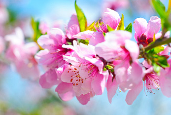 Peach Blossom Day 2025 - Mar 03, 2025