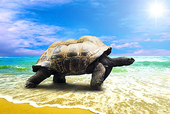 World Turtle Day 22 May 23 22