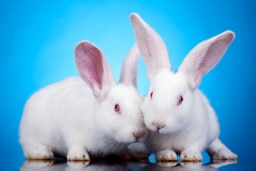 International Rabbit Day 2026