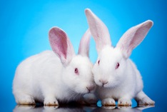 International Rabbit Day 2022