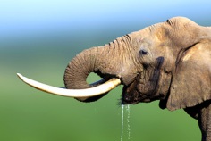 Elephant Appreciation Day 2026
