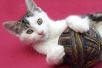 World Cat-Day 2012