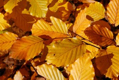 Autumnal equinox 2026