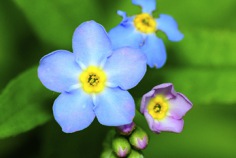 Forget-Me-Not Day 2025
