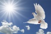 World Peace Day 2024