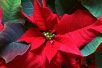 Poinsettia Day 2013