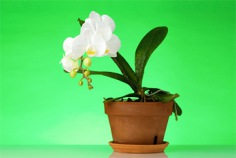 Houseplant Appreciation Day 2026