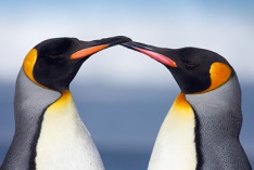 Penguin Awareness Day 2027