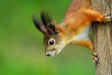 Squirrel Appreciation Day 2028