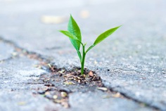 Weed Appreciation Day 2026