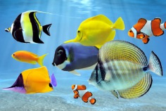International Day for Biological Diversity 2026