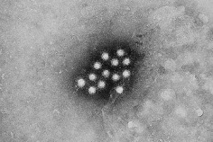 World Hepatitis Day 2026