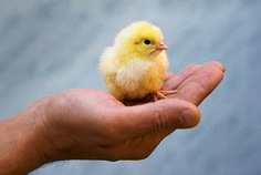 World Animal Day 2026