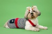 National Dress Up Your Pet Day 2025