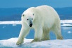 Polar Bear Day 2024