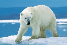 Polar Bear Day 2026