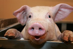 National Pig Day 2026