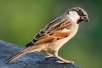 World Sparrow Day 2025