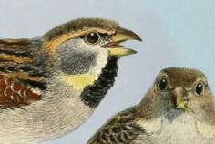 Draw A Bird Day 2026