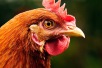 Poultry Day 2027