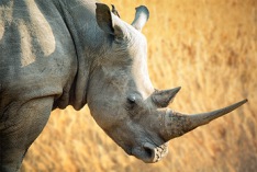 Save the Rhino Day 2025
