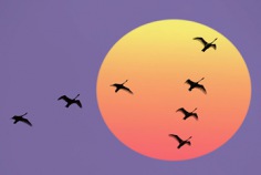 International Migratory Bird Day 2025