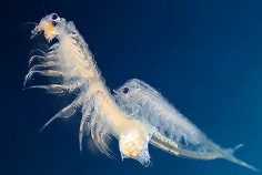 National Sea Monkey Day 2026
