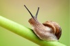 National Escargot Day 2014