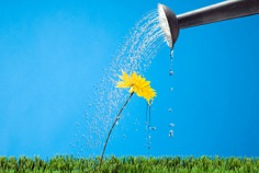 Water a Flower Day 2026