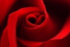 Red Rose Day 2021