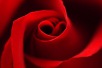 Red Rose Day 2020