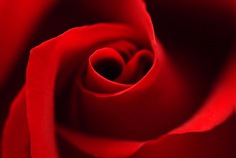 Red Rose Day 2026