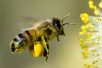 National Honey Bee Day 2021