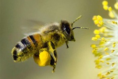 National Honey Bee Day 2028