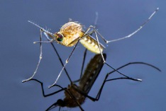 World Mosquito Day 2026