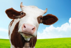 Cow Appreciation Day 2019