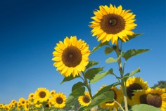 Summer Solstice 2026