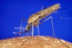 World Malaria Day 2012